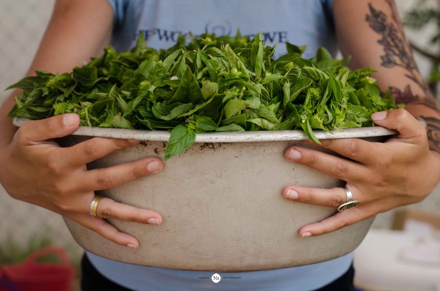 So much fresh pesto has been made from the goodness in this woman's arms!
